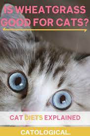 Can Cats Eat Wheatgrass Cats Cat Health Care Cat Health