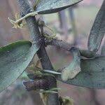 Image result for Tridactyle anthomaniaca