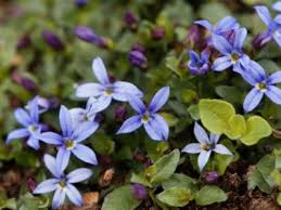 Looks like a sea of blue. Blue Star Creeper Lawns Growing Blue Star Creeper As Grass Alternative