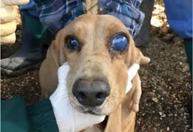Welcome to greenfield puppies' virginia puppies for sale page. The Horrible Hundred The Worst Puppy Mills And Breeders In Wisconsin