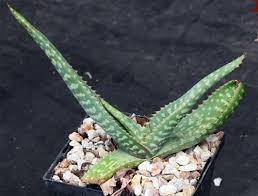 Image result for Plectranthus swynnertonii