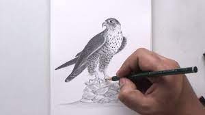 how to draw a falcon in pencil animal tattoo animal drawings drawings