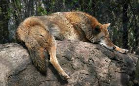 Sleeping Coyote Cosley Zoo Wheaton Il 2005 04 24 Zoo Animals Coyote