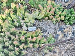 Image result for Orbea melanantha