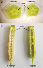 Image result for Heteromorpha sp. agg.