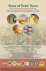Ncipm recruitment 2019 free job alert for both fresher and experienced candidates updated on 27 jul,2021. Pest Of Fruit Ncipm Org In 25 Banana Bract Mosaic Virus 25 Banana Bunchy Top Virus 26 Cigar End Rot 27 Erwinia Rot 27 Panama Wilt 28 Pests Of Fruit Trees Citrus Banana Mango