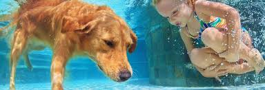 Working with a mobile veterinarian. Vet 2 Pet Vet Clinic And Mobile Service Lara Vet 2 Pet