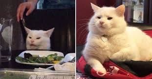 Pin By Hally Lin On Meme In 2020 Cats Memes Animals
