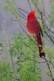 Birds Of A Feather Flock Together Meaning In Hindi Red As Red Can Be Male Cardinal Beautiful Birds Pet Birds Animals Beautiful