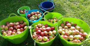 Community Fruit Wellington