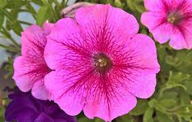 Petunia Flower Emoji Best Flower Wallpaper