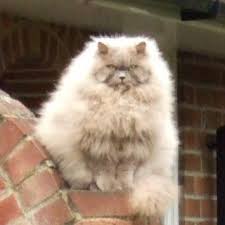 Pin On Fat Cats