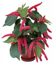Image result for Acalypha volkensii