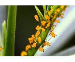 Implementan Plan Para El Control De Pulgon Amarillo