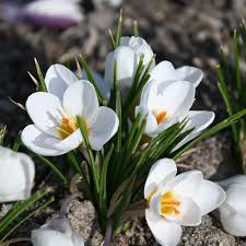 Image result for Pycreus chrysanthus