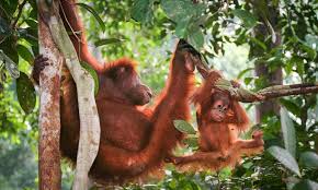 We ensure the highest standards of wellbeing is given to all our animals. Endangered Species Threatened By Unsustainable Palm Oil Production Stories Wwf
