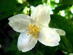 Pin On Jasmine