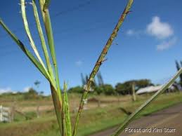 Image result for Hemarthria