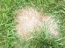 How to save a tree dying from dog urine. Lawn Dog Damage Prevention And Repair