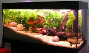 How To Feng Shui Your Fish Aquarium For Abundance 5 Factors