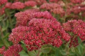 Autumn Joy Stonecrop