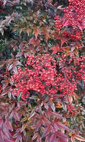There are very few plants that are considered 'deer proof'. Nandina Domestica å—å¤© Nandina Domestica Invasive Plants Evergreen Shrubs