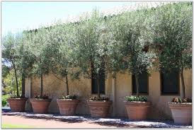 Large Trees In Pots Uk Tree Venusvein Com 0xkmwkkreb Tuscan Landscaping Patio Trees Potted Olive Tree