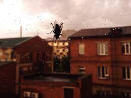 The house i am now living has some strange things happening. How To Get Rid Of Houseflies At Home Naturally And Safely