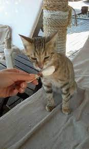 dondurma yiyen kedi kedi hayvan
