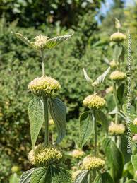 Image result for Phlomis fruticosa
