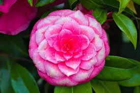 20 Different Types Of Camellia Plants In 2020 Camellia Plant Plants Garden Lovers Club