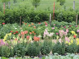 Check spelling or type a new query. Pick Your Own Cut Your Own Flowers In Lancaster County Pareal Lancaster County