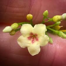 Image result for Tabernanthe elliptica