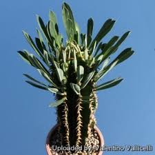 Image result for Emilia abyssinica