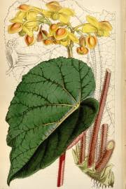 Image result for Ipomoea chloroneura