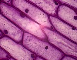 Epidermis refers to the outer layer of cells, which cover the body of an organism. Types Of Epidermal Cells Socialbiz