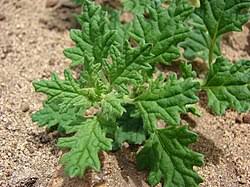 Image result for Dysphania schraderiana