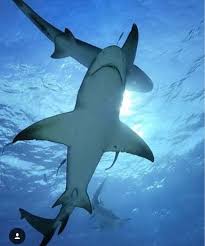 Pin By Seha Gul On Kopekbaligi Ocean Creatures Tiger Shark Ocean Animals