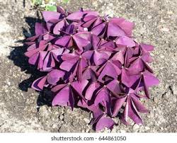 Image result for Oxalidaceae