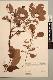 Image result for Burseraceae