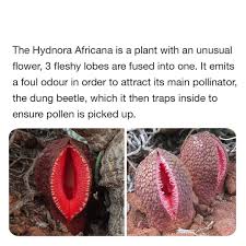 Image result for Hydnora