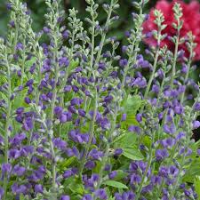 Image result for Hypoxis bampsiana