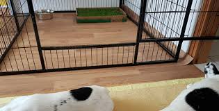 L'importante è che il recinto per cani sia dimensionato in base al tipo e alla grandezza del nostro cane. Recinto Per Cani Da Interno Classifica Con Prezzi Dei 5 Migliori Box