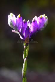 Image result for Burmannia