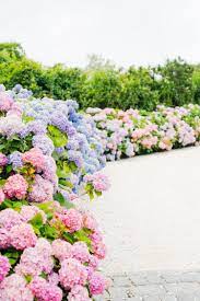 Hydrangea Heaven Flower Landscape Hydrangea Season Beautiful Flowers