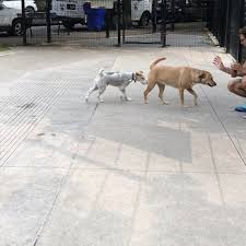 Maybe you would like to learn more about one of these? West Loop Dog Park 29 Photos 15 Reviews Dog Parks 100 S Peoria Chicago Il