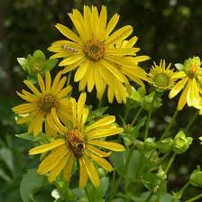 For current distribution, please consult the plant profile page for. Native Plant Sale High Park Nature