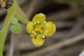 Image result for Tetragonia calycina