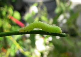 Maßgeblich für die berechnung sind alle steuerpflichtigen einkünfte sämtlicher personen, die in die wohnung einziehen möchten. Die Salatvernichter Grune Raupe Welche Art Das Wilde Gartenblog