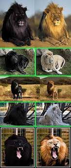 Fake Some Of The Most Popular Fake Black Lions The Original Images Are Shown On The Right There Are No Black Lions Melanism Black Lion Animals Beautiful
